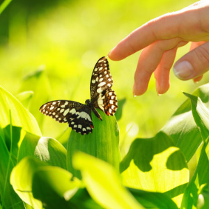 In het heldere groen zit een vlinder. Een hand reikt voorzichtig naar de vleugels.