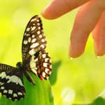 Op een helder groene struik zit een vlinder. Een hand reikt voorzichtig naar de vleugels.
